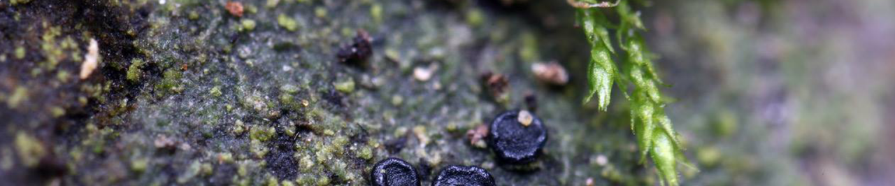 Muzeum a galerie Orlických hor