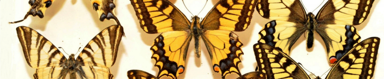 Muzeum a galerie Orlických hor