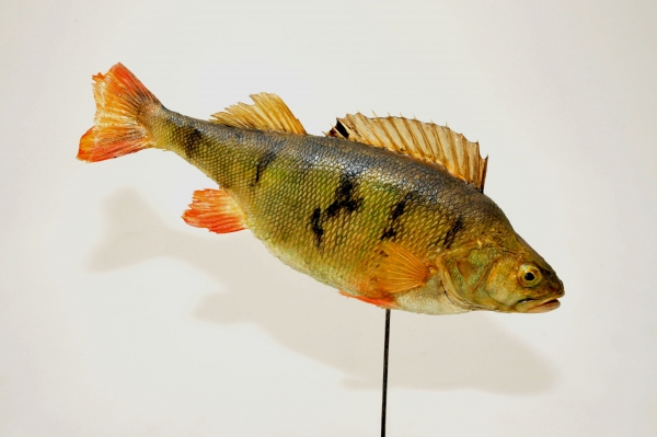 badatelske_poradetsvi